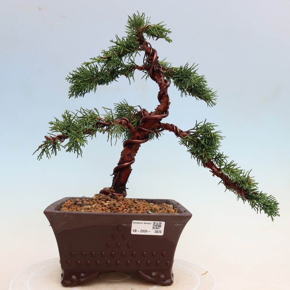 Bonsai da esterno - Juniperus chinensis Kishu