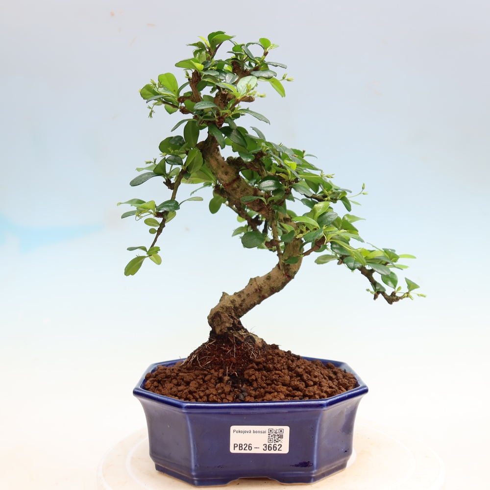 Camera bonsai - Carmona macrophylla - Tea fuki