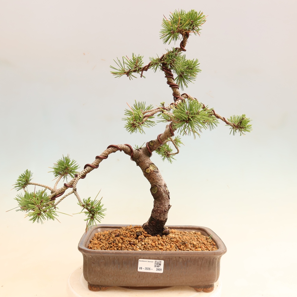 Bonsai da esterno - Pinus mugo Humpy  - Pino mugo