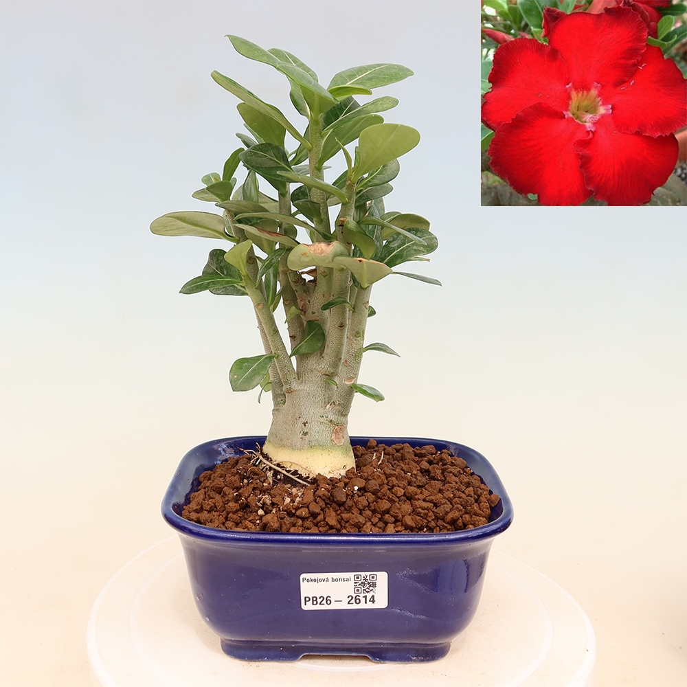 Bonsai da interno - Adenium obesum Red Star - Rosa del deserto