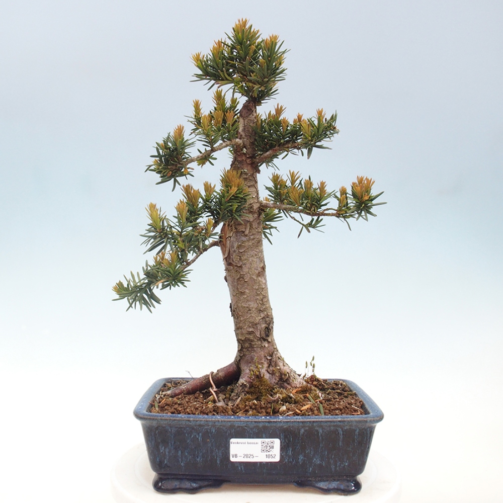 Bonsai da esterno - Taxus cuspidata - Tasso giapponese