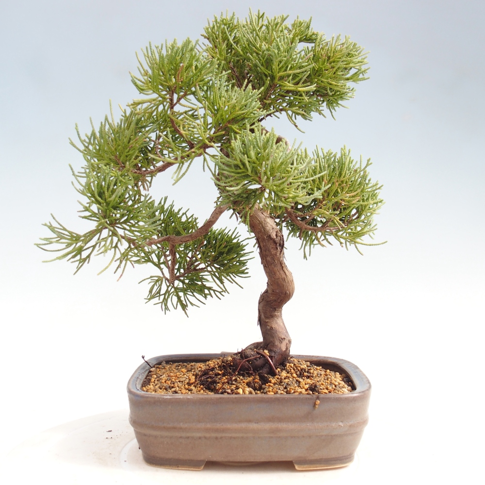 Bonsai da esterno - Juniperus chinensis Kishu