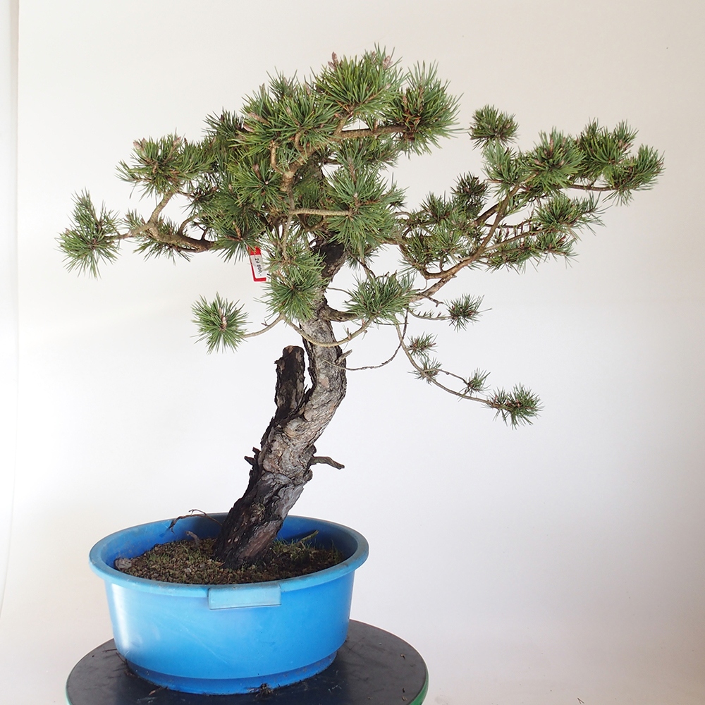 Yamadori - Pinus sylvestris Spagna