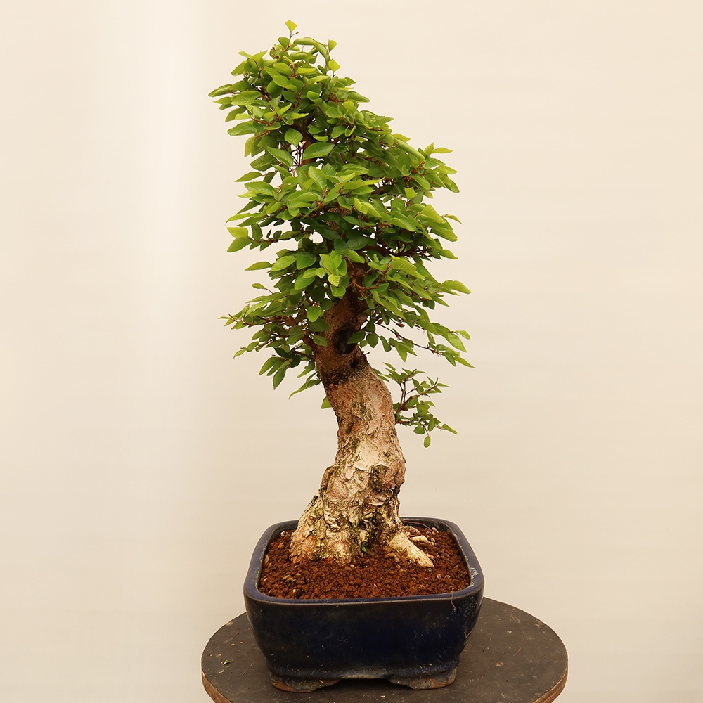 Bonsai da esterno -Carpinus Coreana - Carpino coreano
