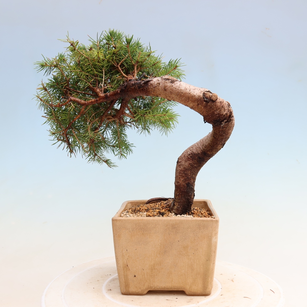 Bonsai da esterno - Abete grigio - Picea glauca globe