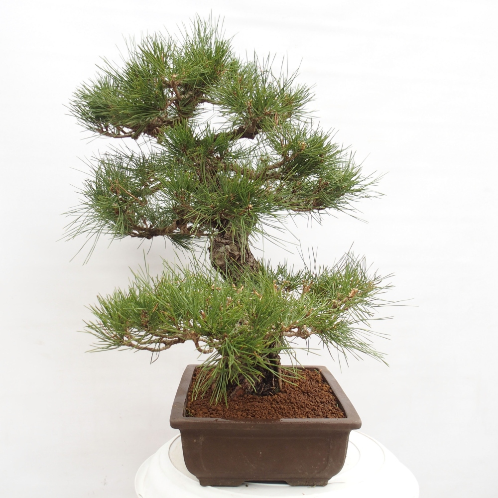Bonsai da esterno - Pinus thunbergii - Pino di Thunberg
