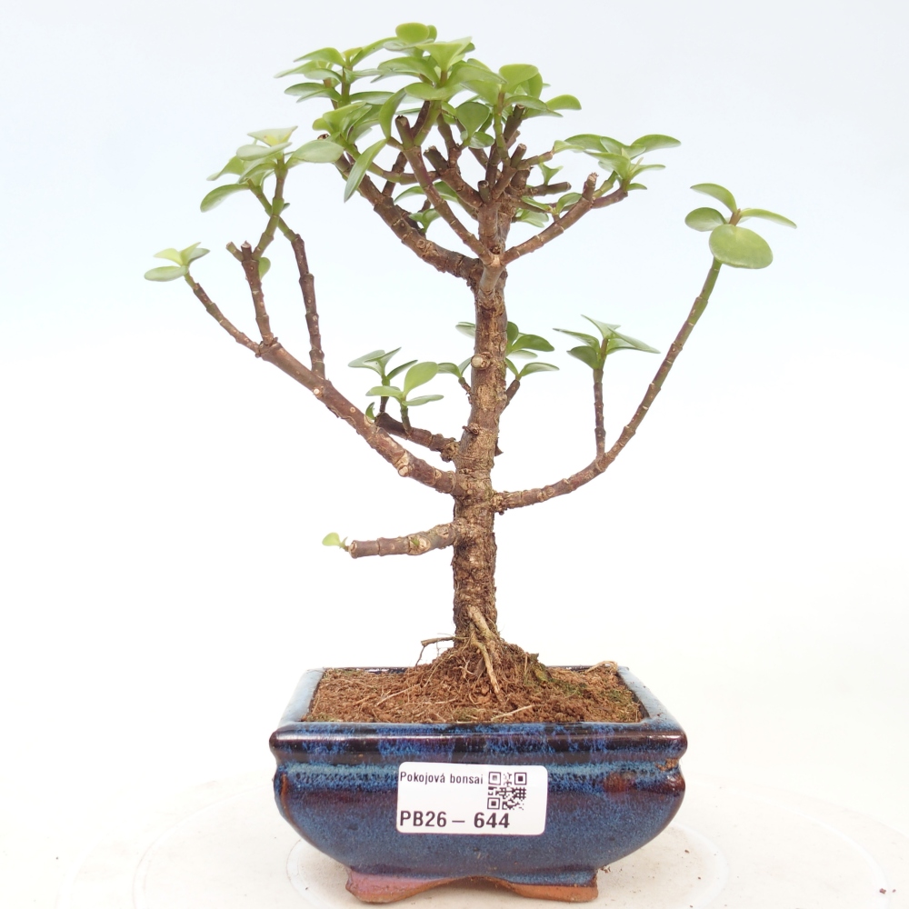 Camera bonsai - Portulakaria Afra - Tlustice