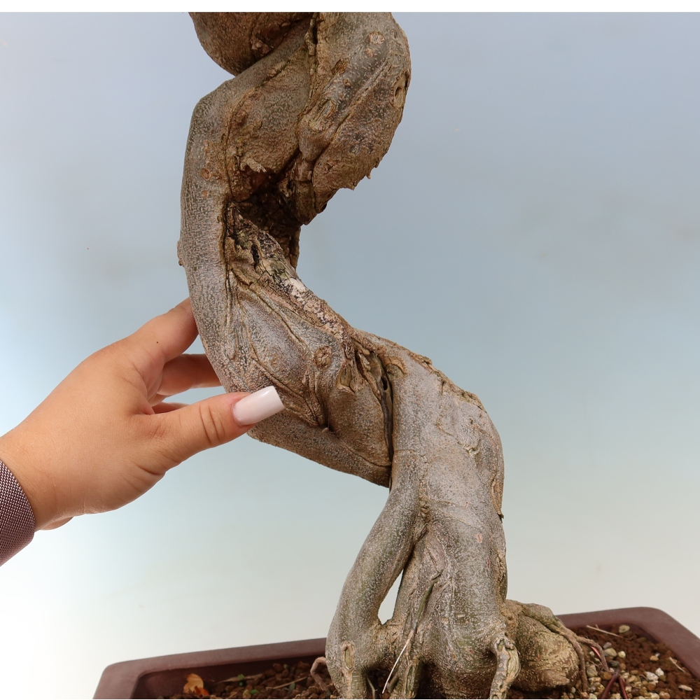 Bonsai da esterno - Acer Buergerianum - Acero di Burger