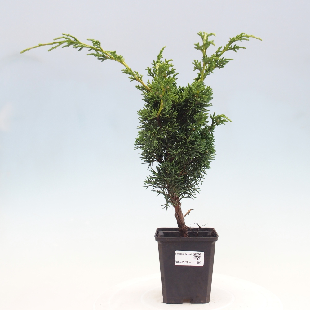 Bonsai da esterno - Juniperus chinensis Kishu