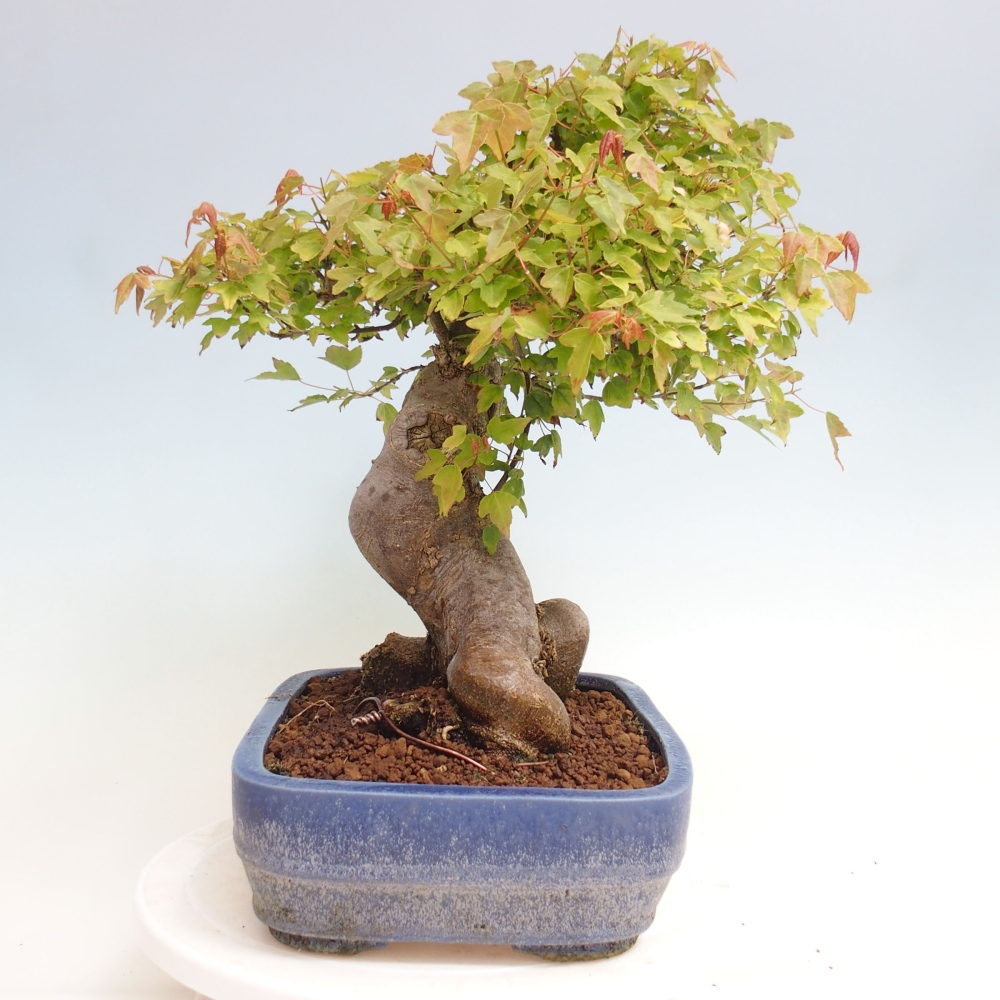 Bonsai da esterno - Acer Buergerianum - Acero di Burger