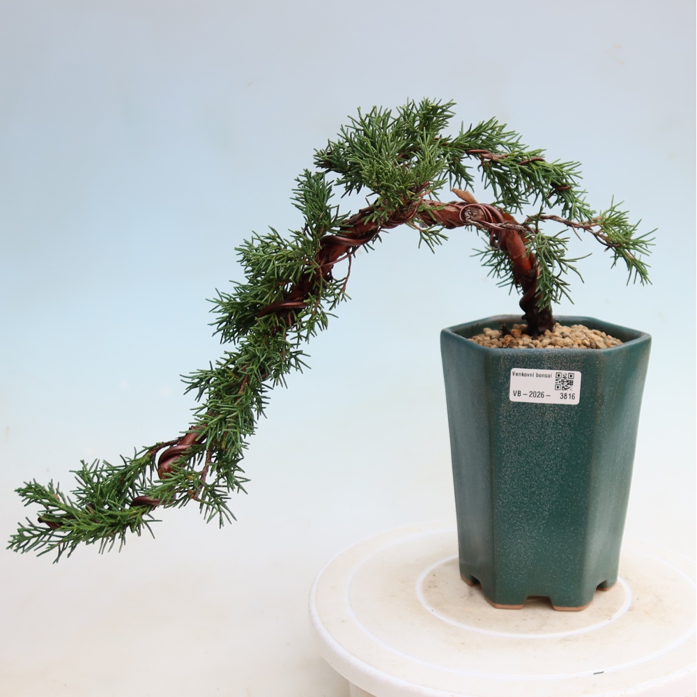 Bonsai da esterno - Juniperus chinensis Kishu