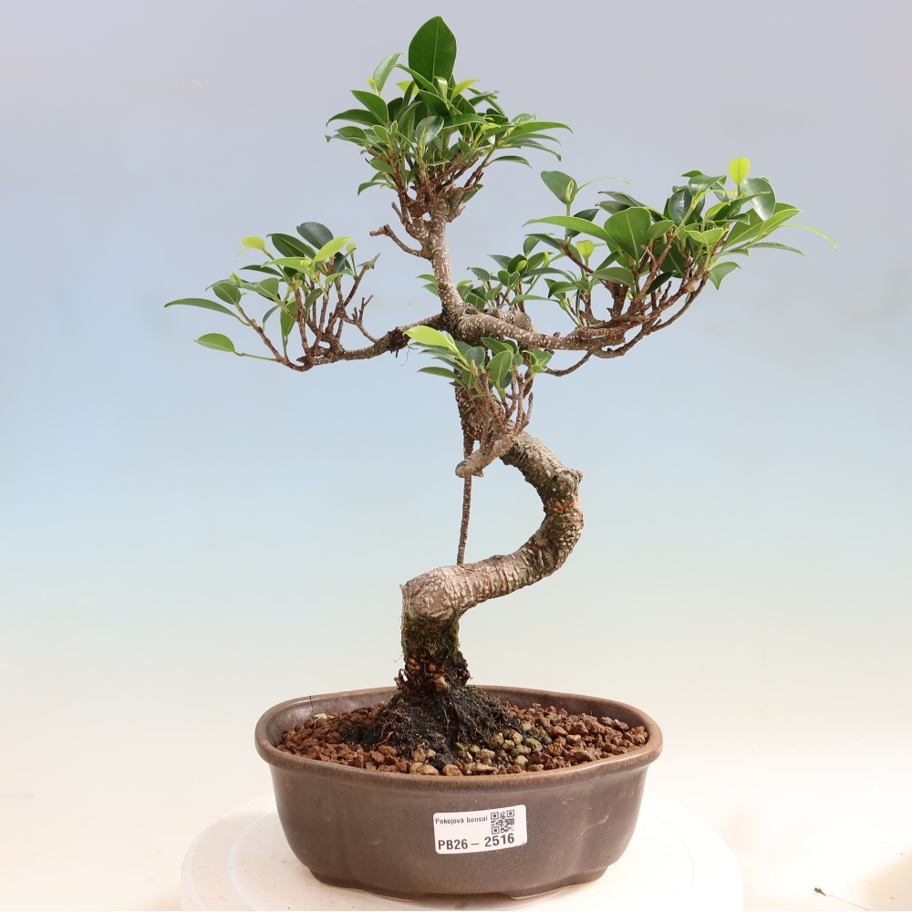 Camera bonsai - Ficus retusa - ficus a foglie piccole