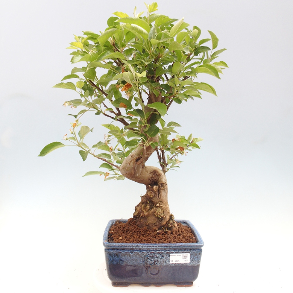 Bonsai da esterno -Malus halliana - Melo a frutto piccolo