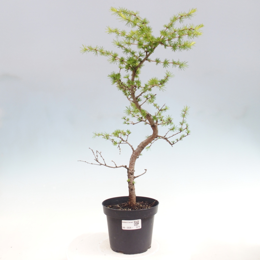 Bonsai da esterno -Larix decidua - Larice