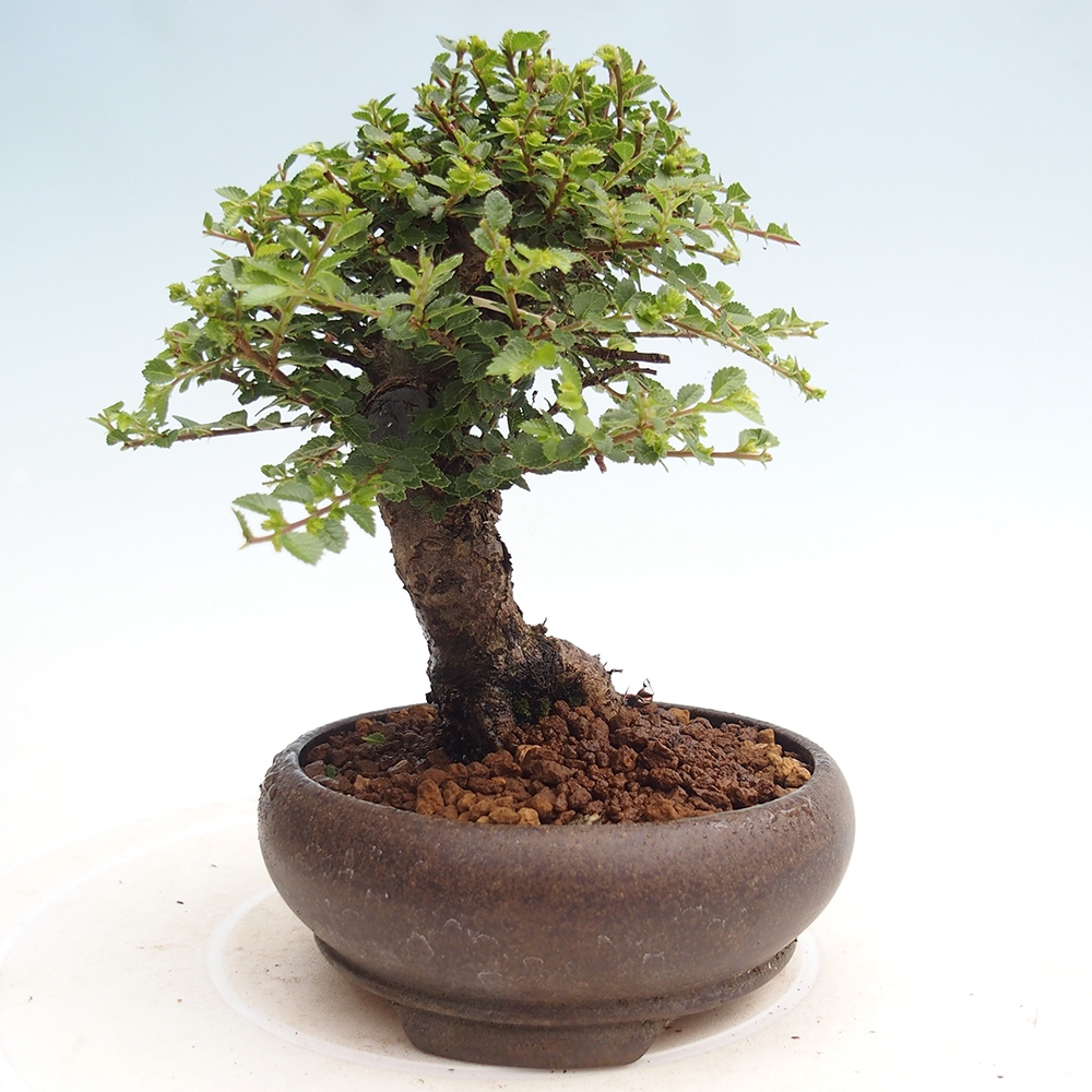 Bonsai da esterno - Ulmus parvifolia Hokkaido - Olmo cinese