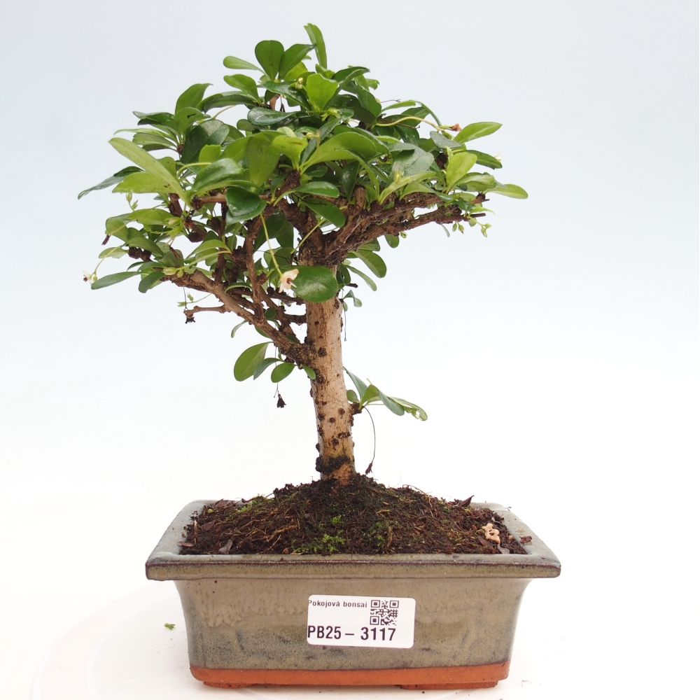 Camera bonsai - Carmona macrophylla - Tea fuki