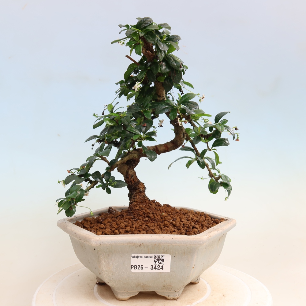 Camera bonsai - Carmona macrophylla - Tea fuki