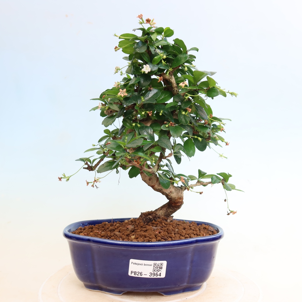 Camera bonsai - Carmona macrophylla - Tea fuki