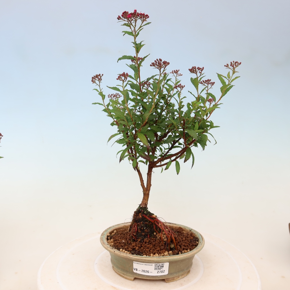 Bonsai da esterno - Spirea giapponese - Spirea japonica Anthony Waterer
