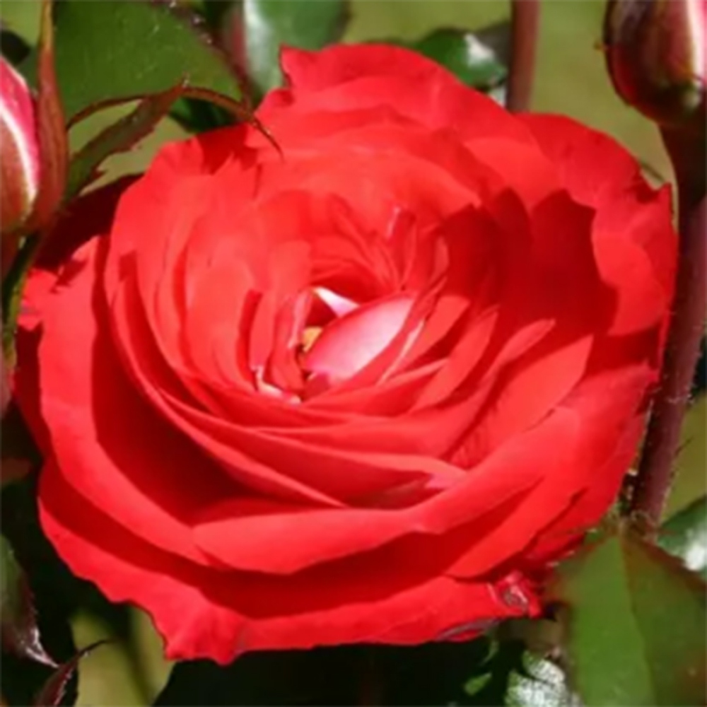 Bonsai da esterno - Rosa Kordes - rosa