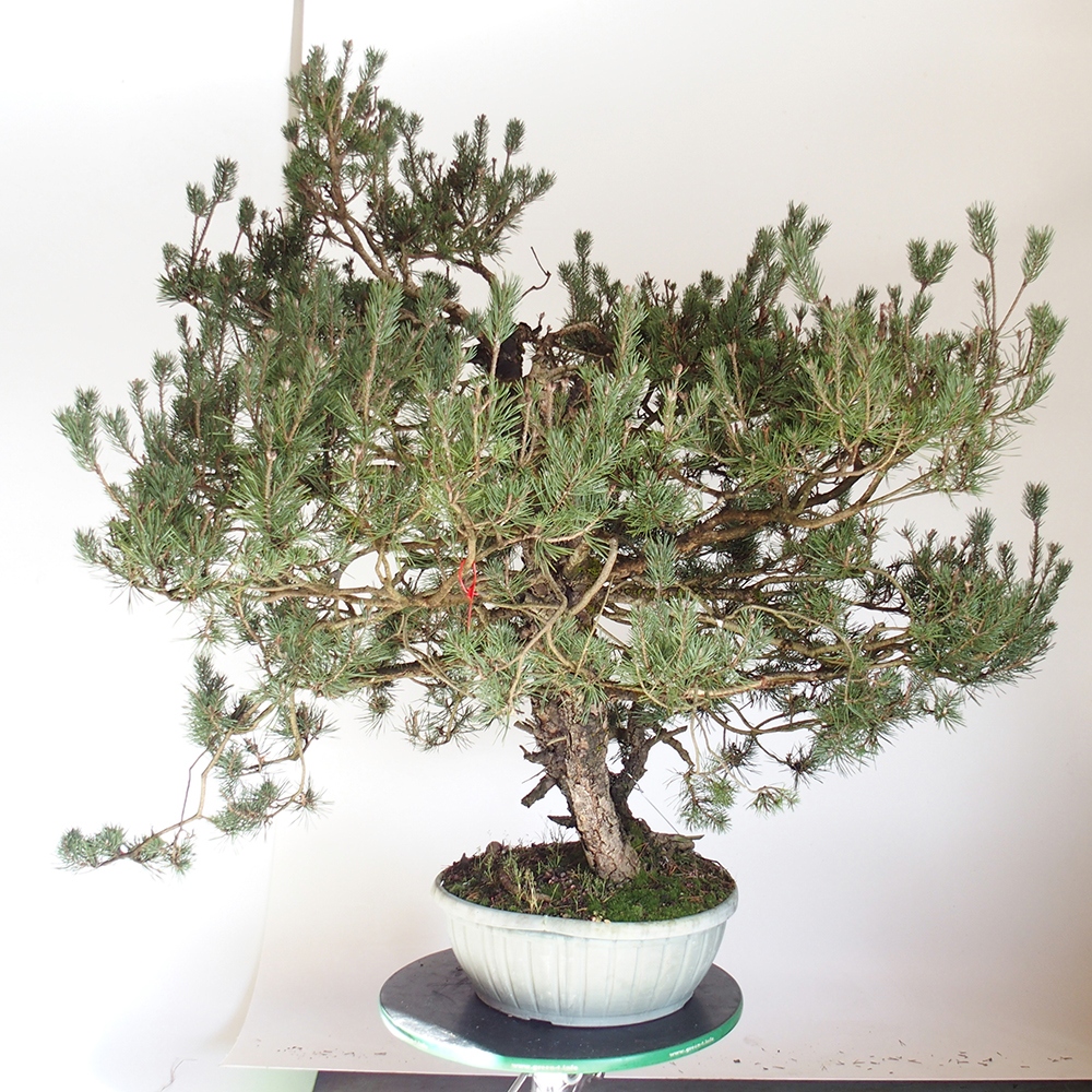 Yamadori - Pinus sylvestris Spagna