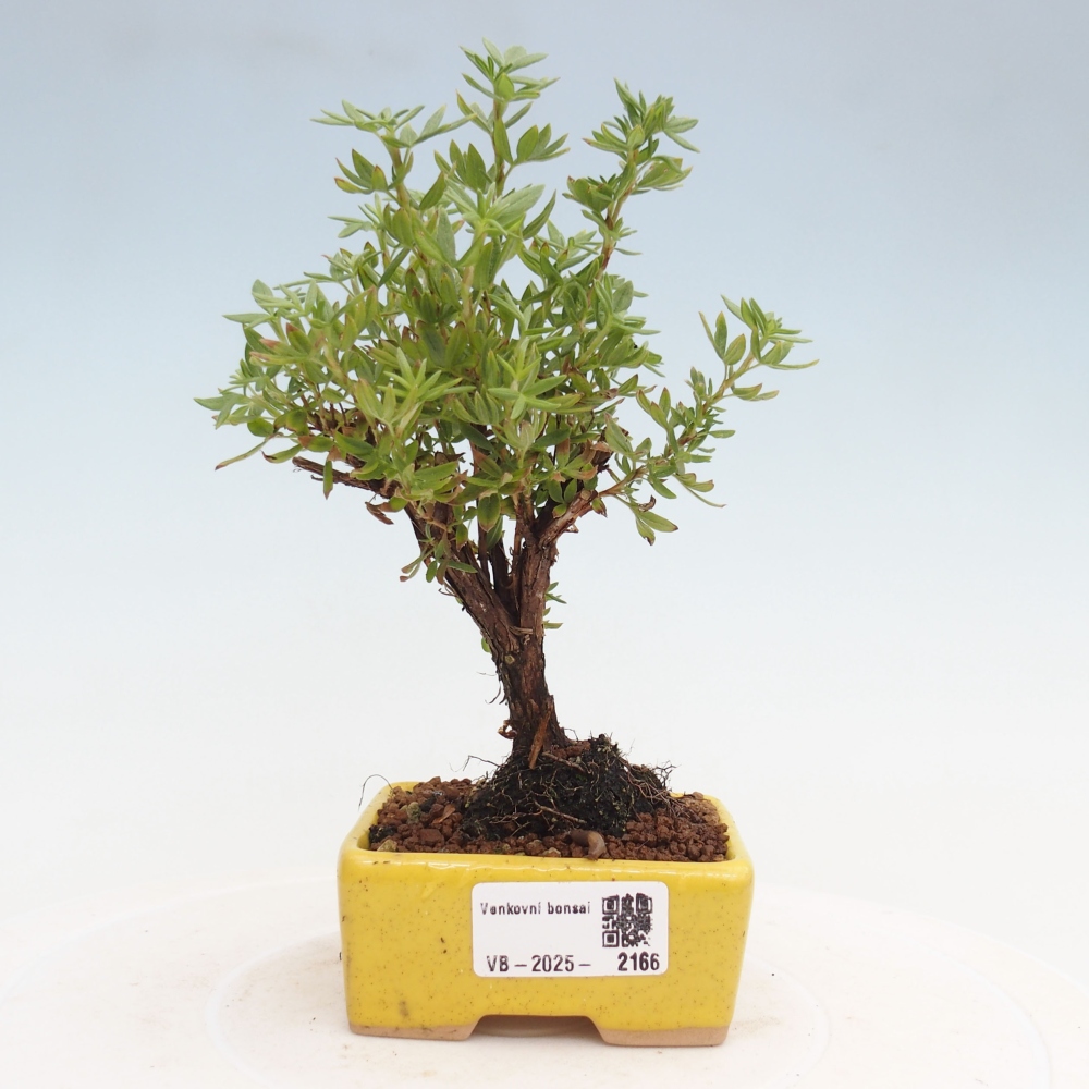Bonsai da esterno - Potentila fruticosa yellow Bird