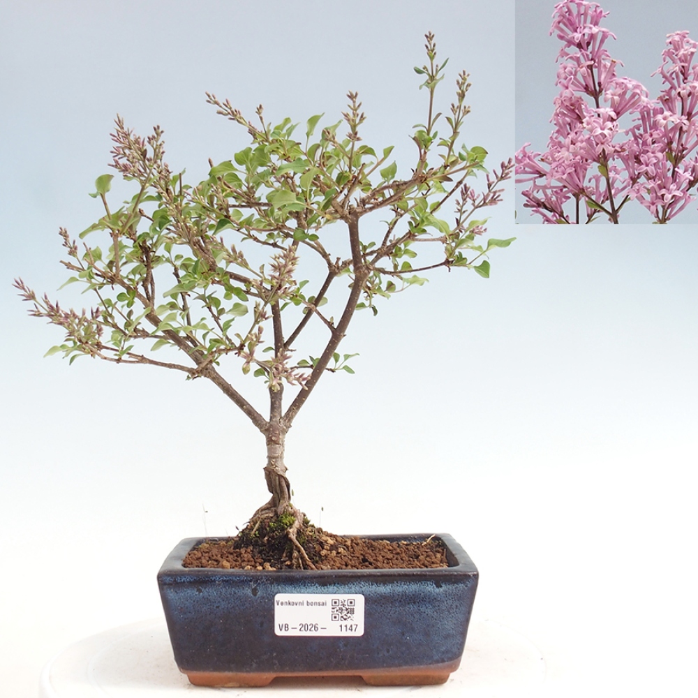 Bonsai da esterno - Syringa Meyeri Palibin - Lillà di Meyer