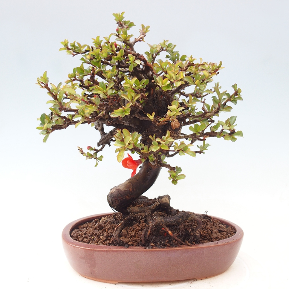 Bonsai da esterno - Chaneomeles speciosa - Cotogno