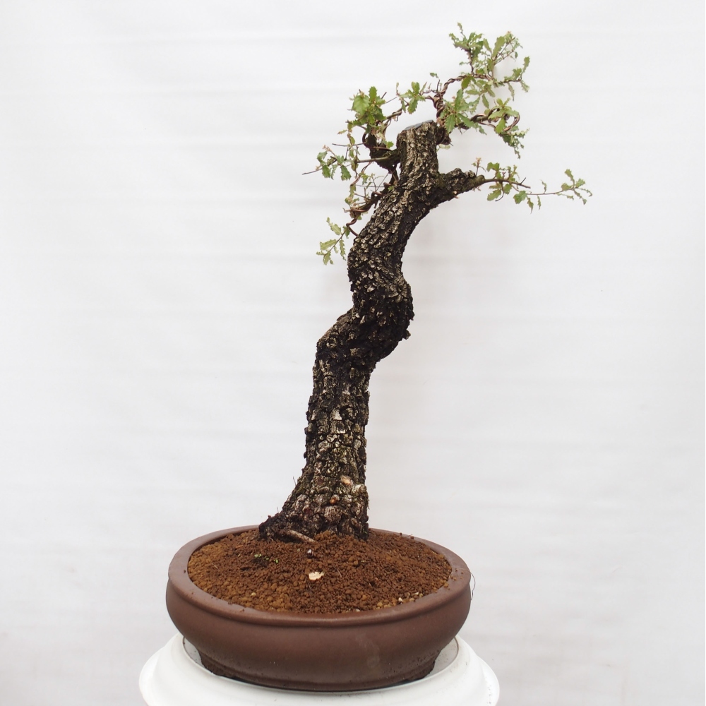 Yamadori - Quercus Ilex - Agrifoglio di quercia
