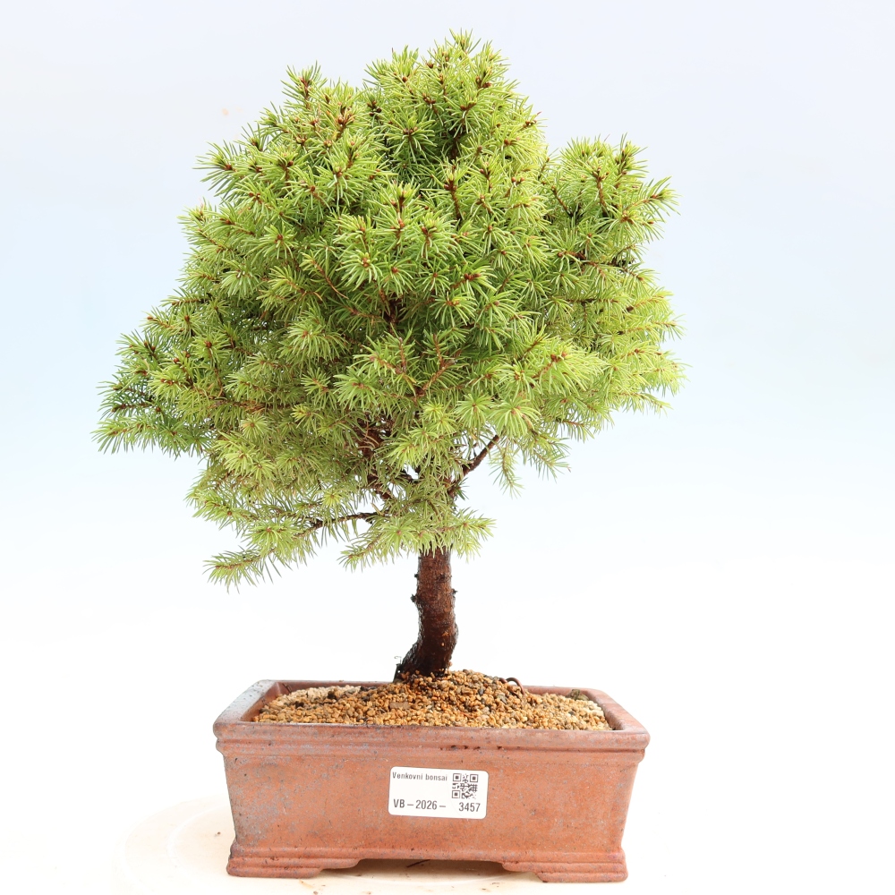 Bonsai da esterno - Abete grigio - Picea glauca globe