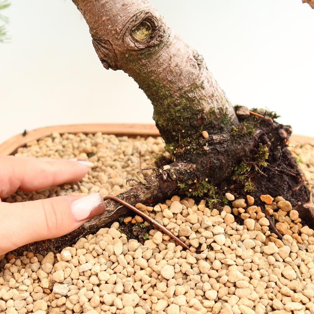 Bonsai da esterno - Pinus mugo Humpy  - Pino mugo
