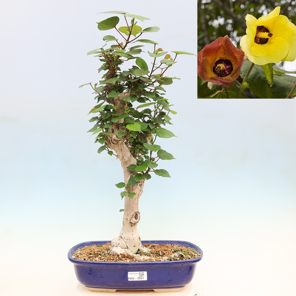 Bonsai da interno - Hibiscus tiliaceus - Ibisco marino