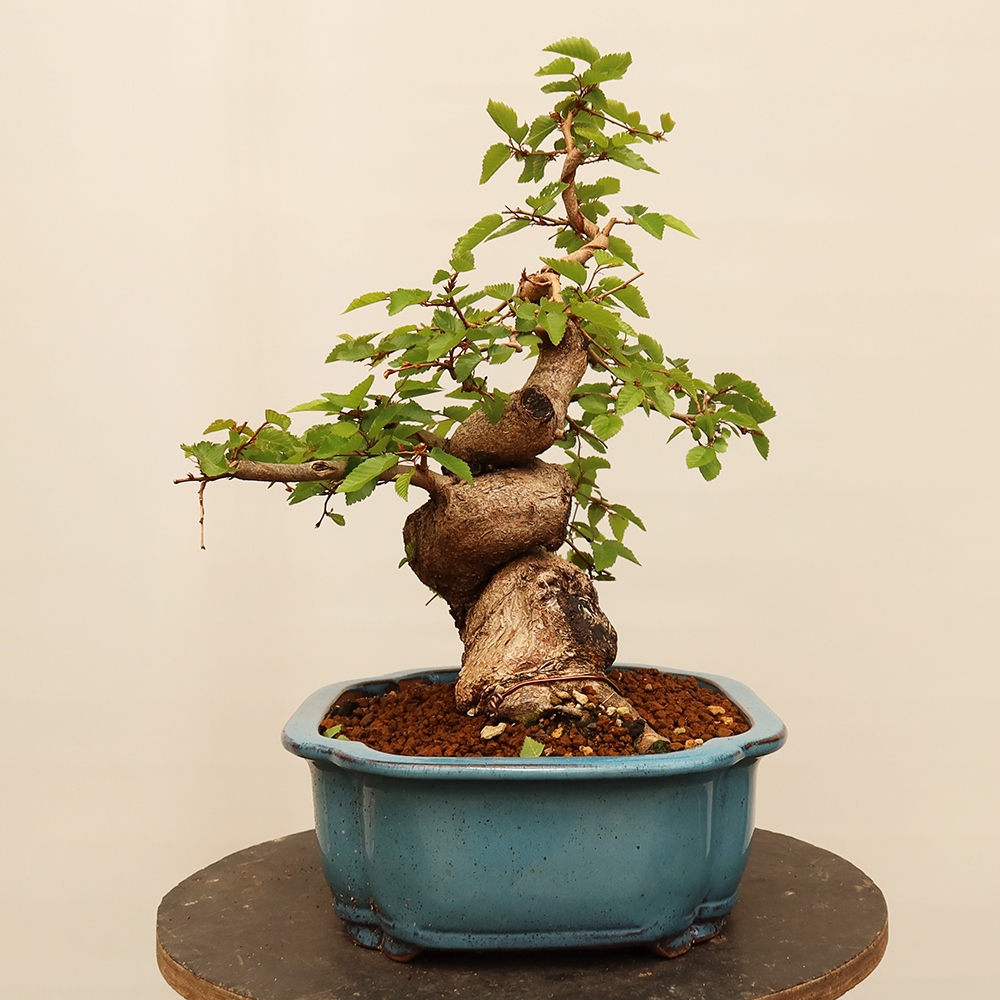 Bonsai da esterno -Carpinus Coreana - Carpino coreano