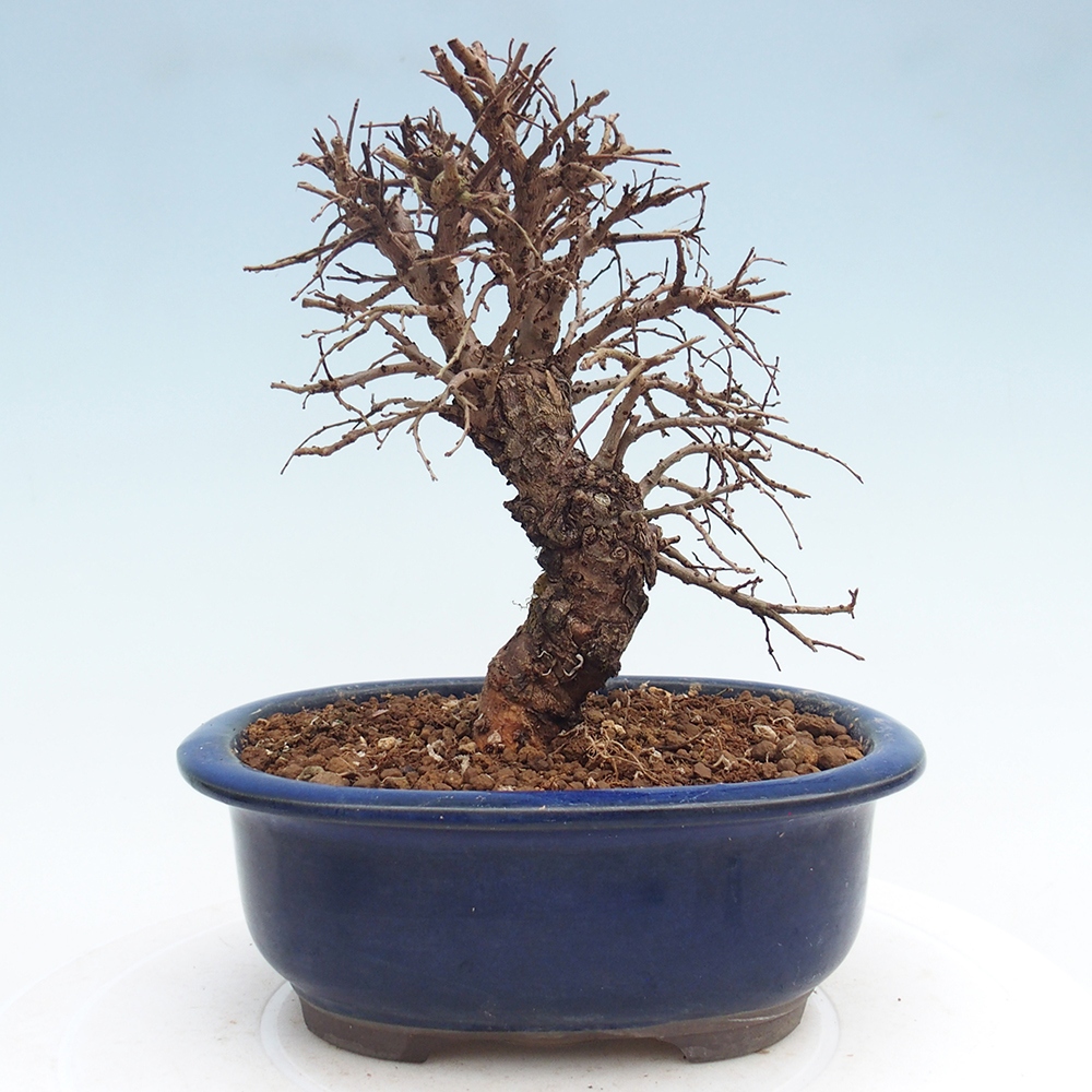 Bonsai da esterno - Zelkova - Zelkova NIRE