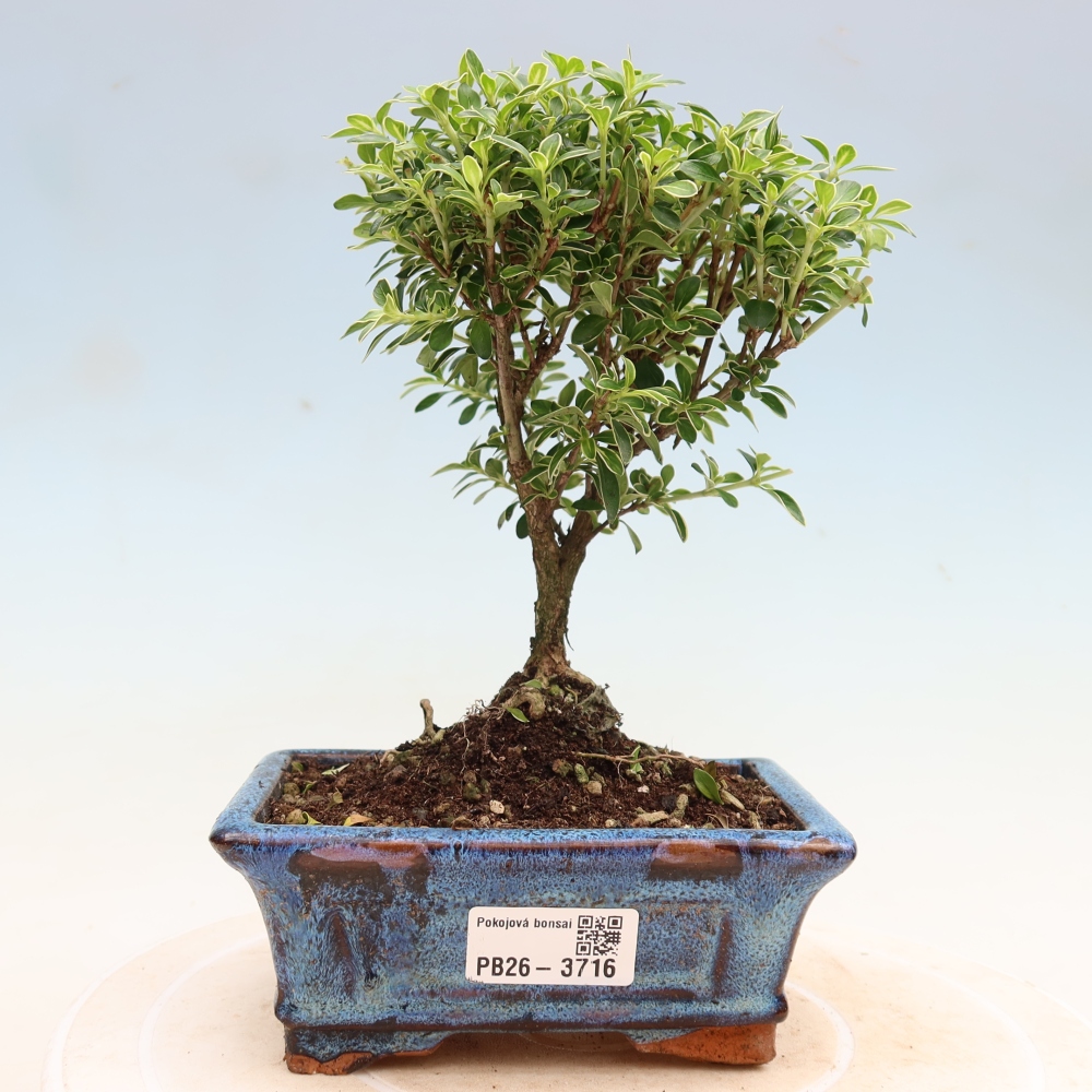 Camera bonsai - Serissa foetida Variegata - Albero delle mille stelle