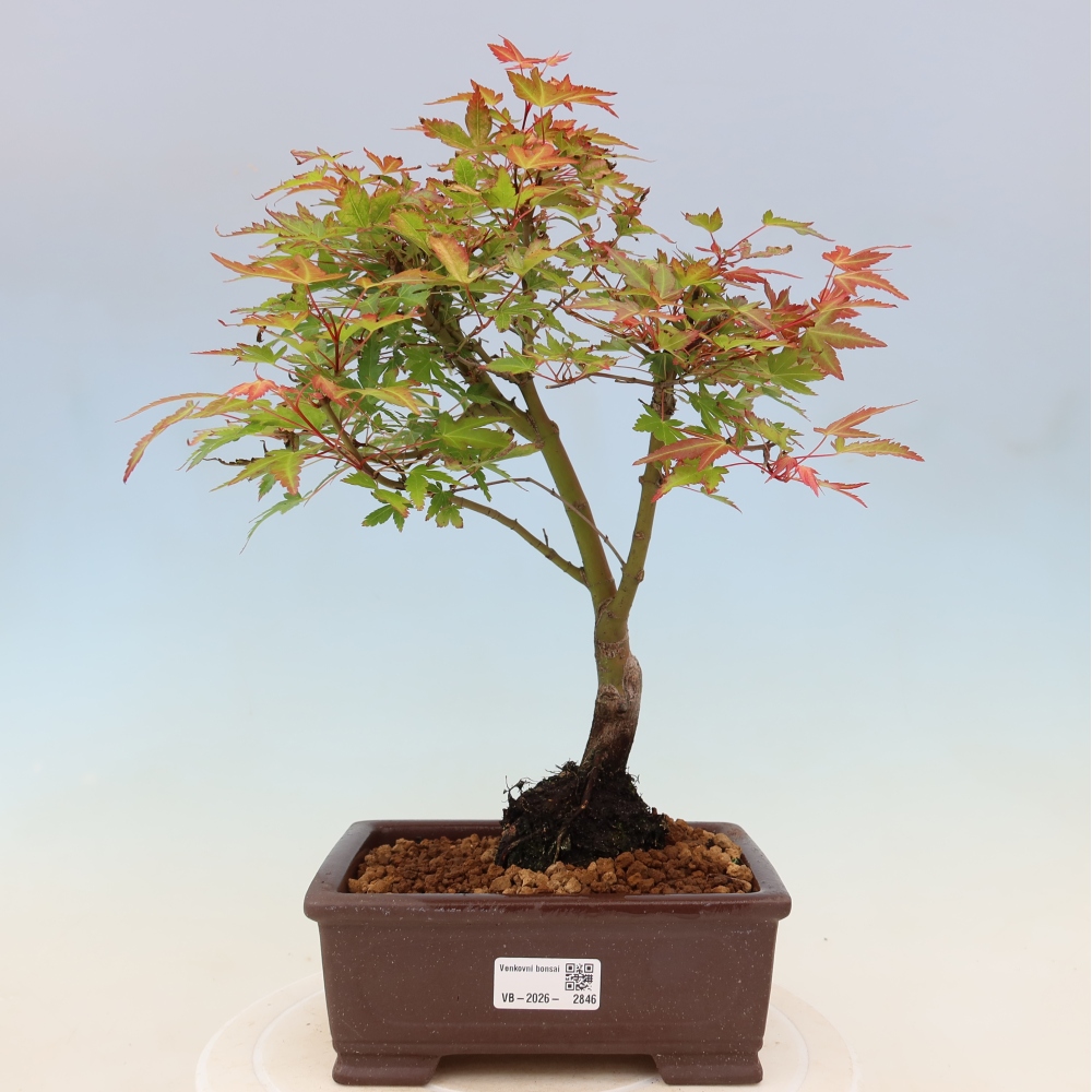 Acero norvegese - Acer palmatum Beni Tsukasa