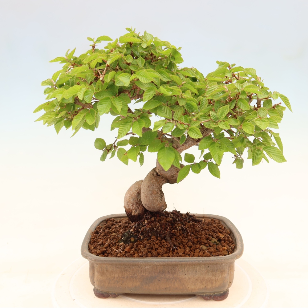 Bonsai da esterno -Carpinus Coreana - Carpino coreano