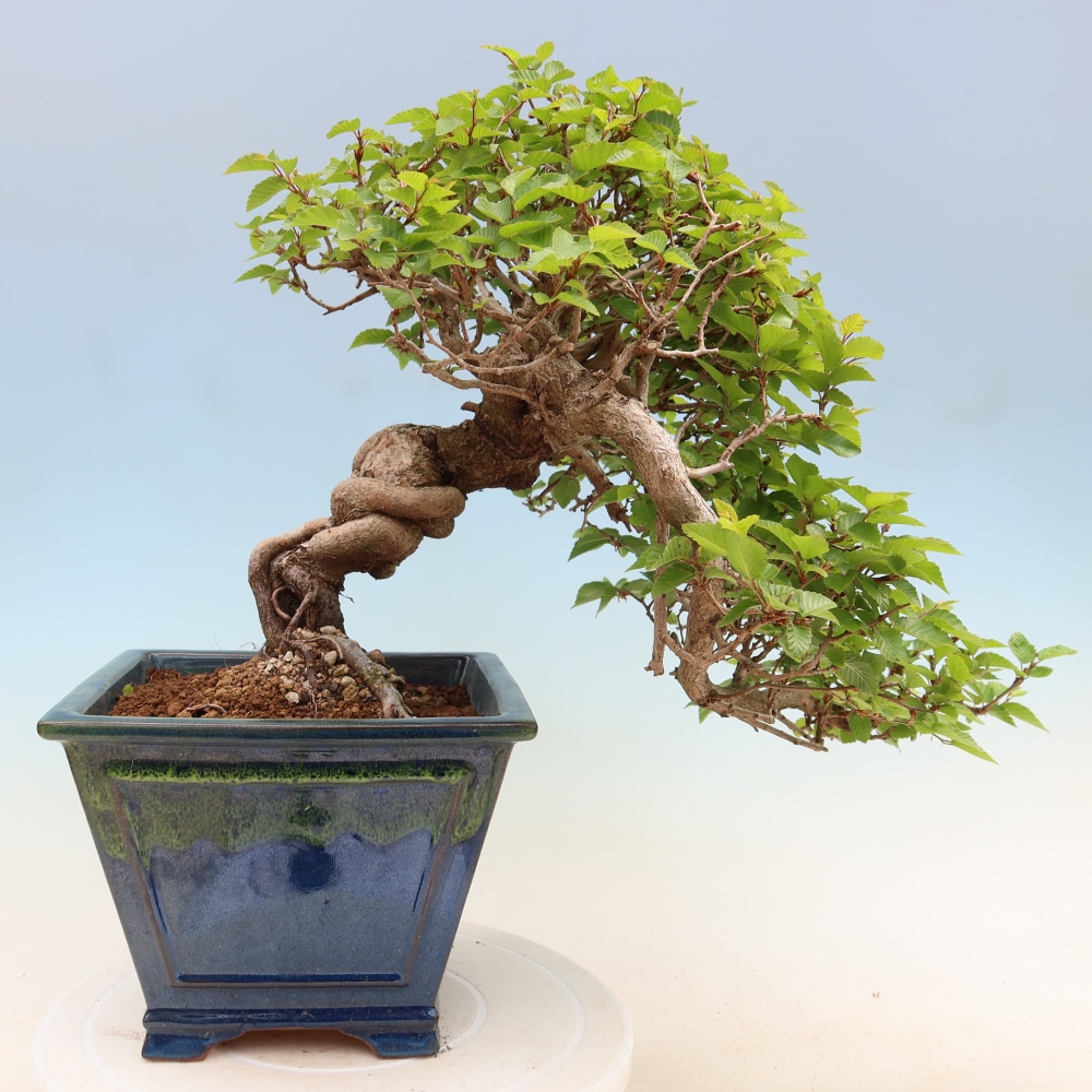 Bonsai da esterno -Carpinus Coreana - Carpino coreano