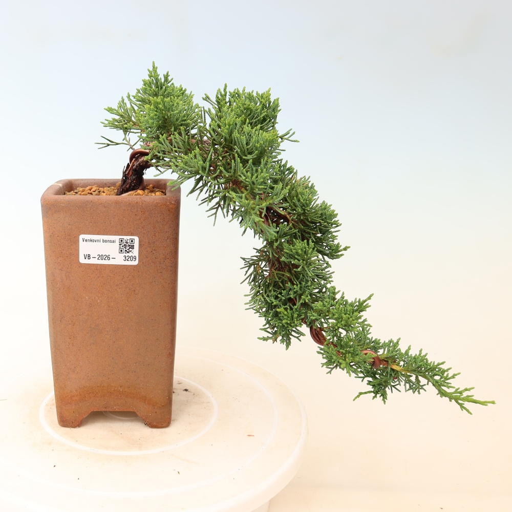 Bonsai da esterno - Juniperus chinensis Kishu