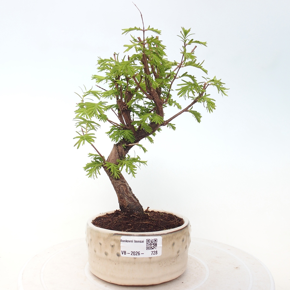 Bonsai da esterno - Metasequoia glyptostroboides - Metasequoia cinese