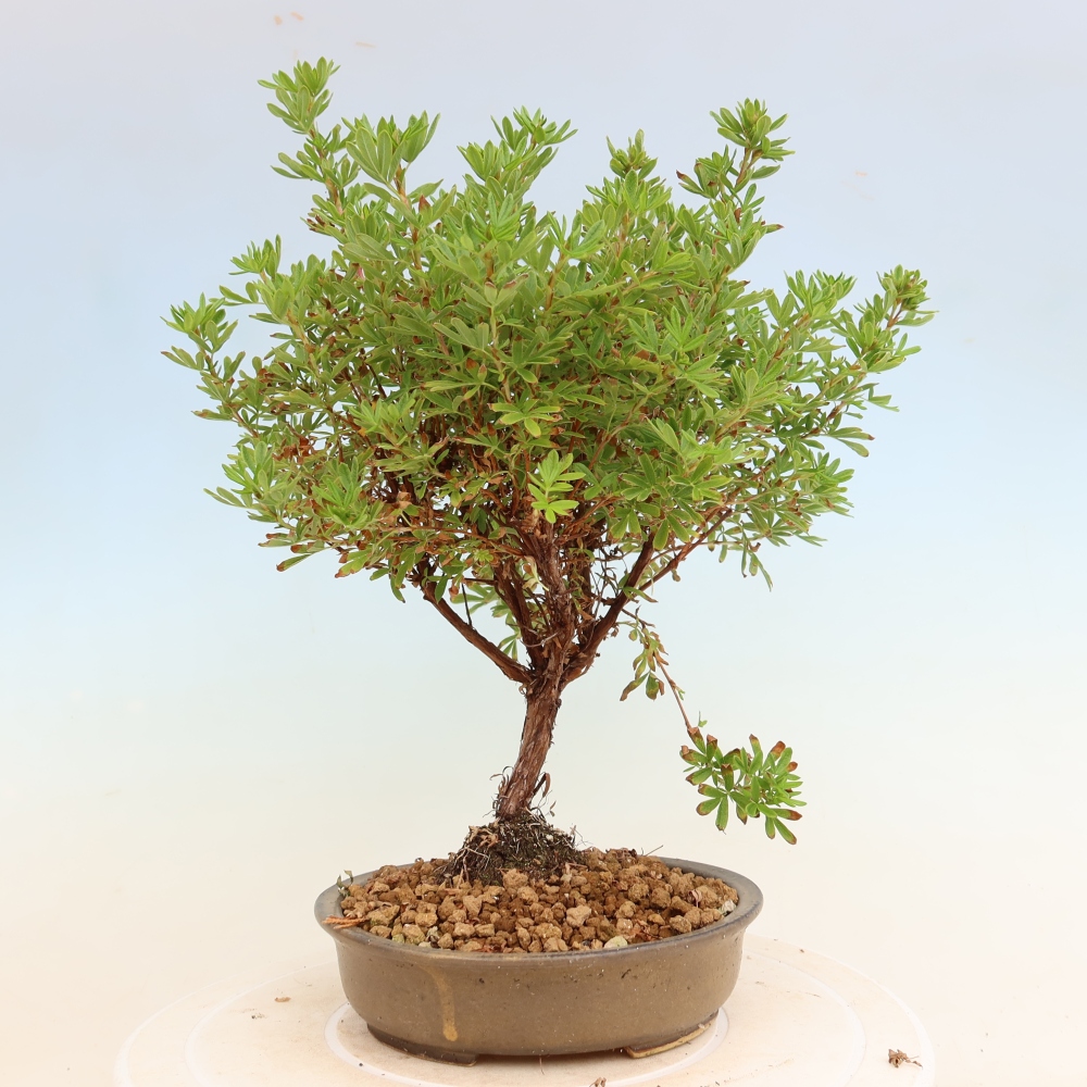 Bonsai da esterno - Potentilla fruticosa - Potentila fruticosa Bellissima