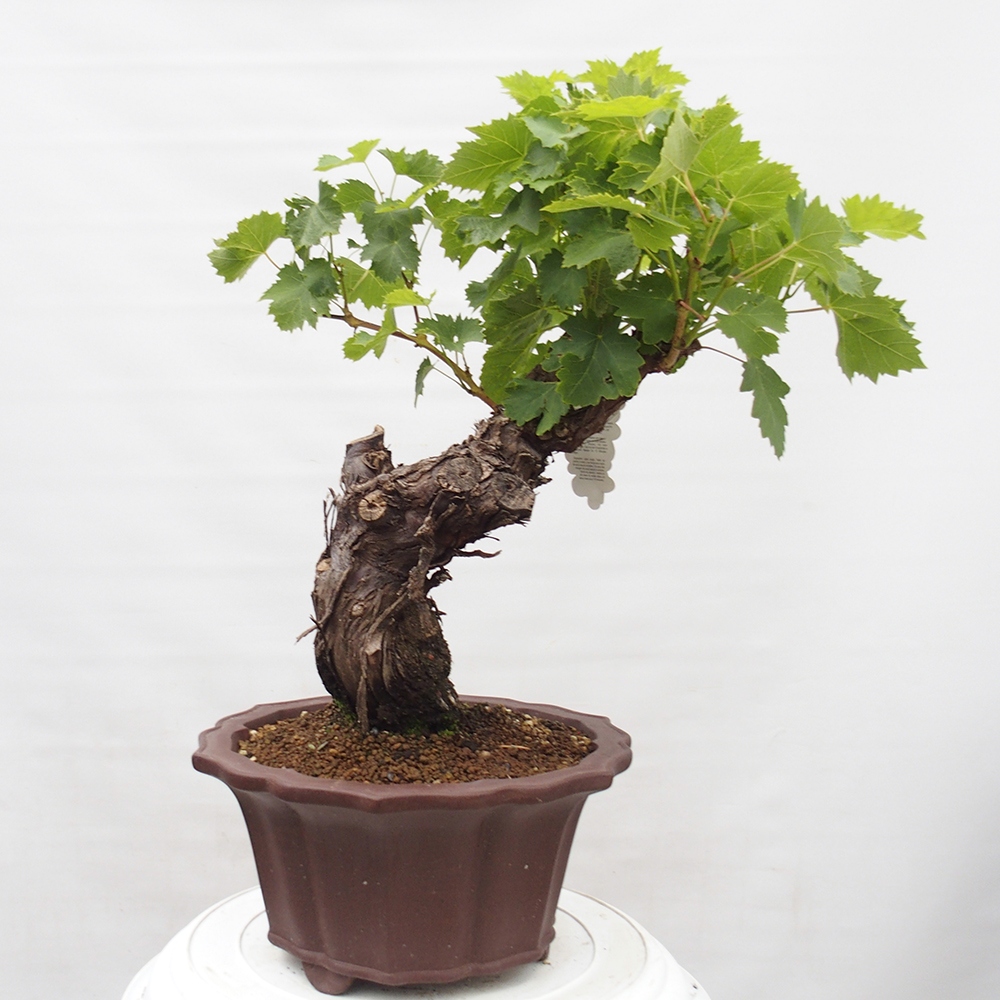 Bonsai da esterno - Vitis vinnifera MUSKAT ITALIA - Vite