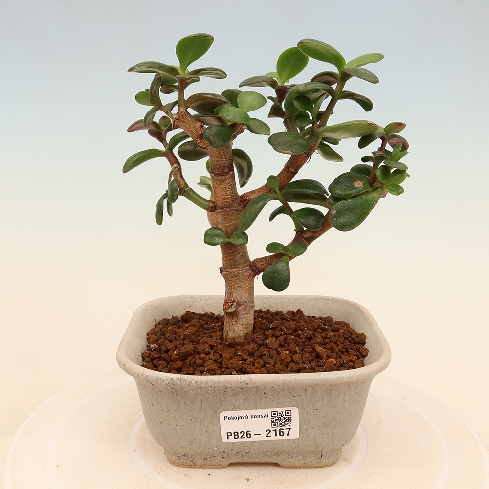 Camera bonsai - Portulakaria Afra - Tlustice