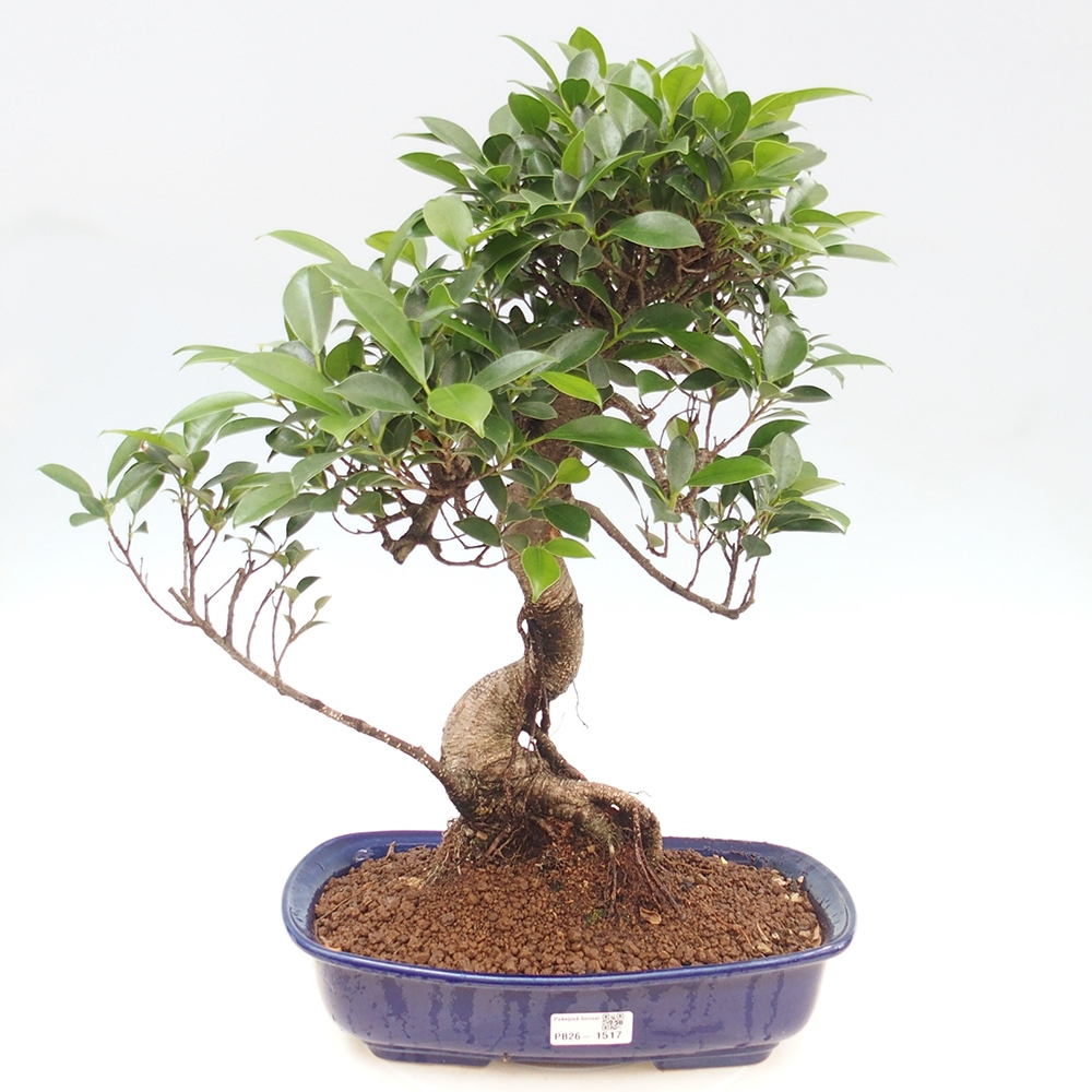Camera bonsai - Ficus kimmen - ficus a foglie piccole