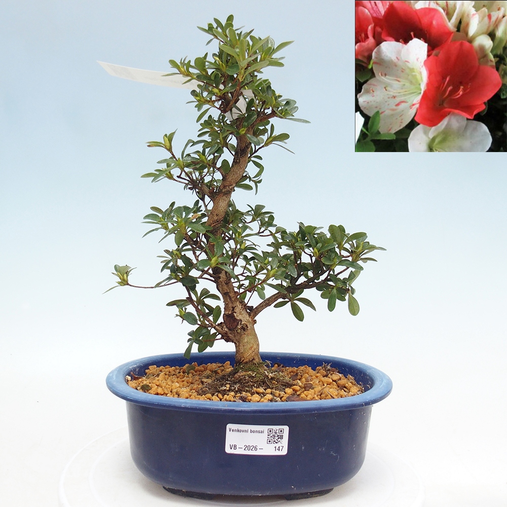Bonsai da esterno - Azalea giapponese - Azalea Asahi-no-izumi