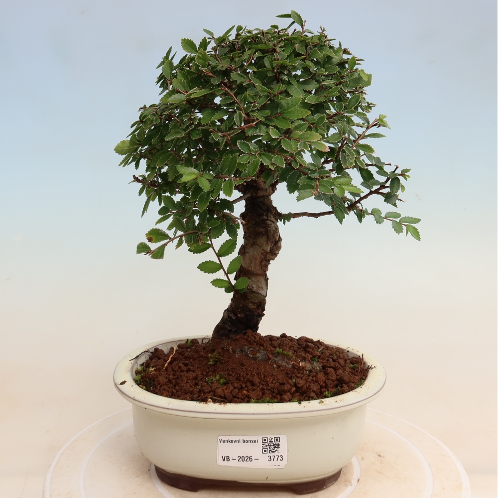 Bonsai da esterno - Zelkova - Zelkova NIRE