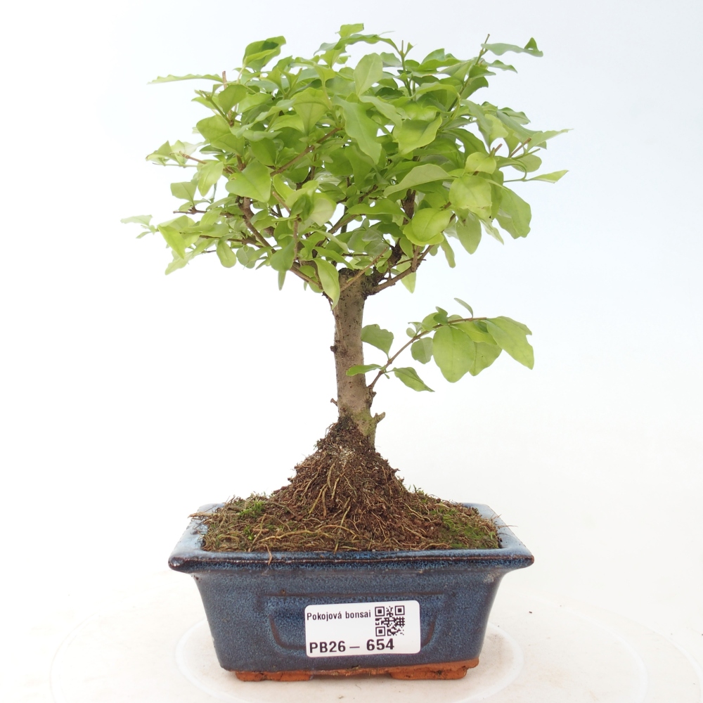 Camera bonsai -Ligustrum chinensis - Becco d'uccello