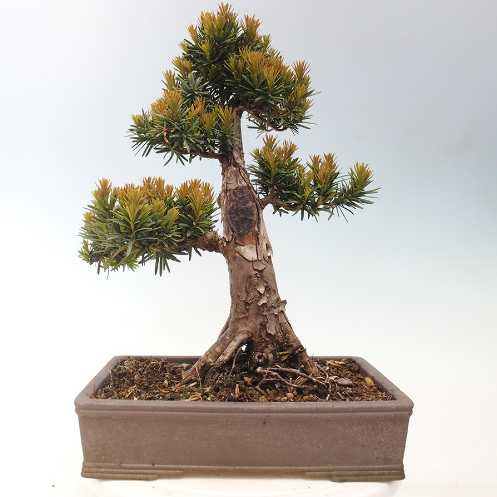 Bonsai da esterno - Taxus cuspidata - Tasso giapponese