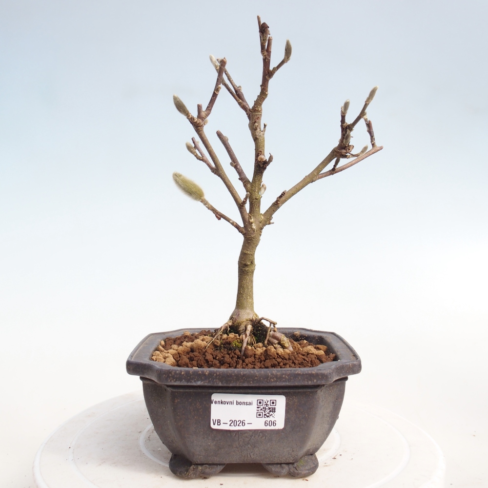 Bonsai da esterno - Magnolia stellata