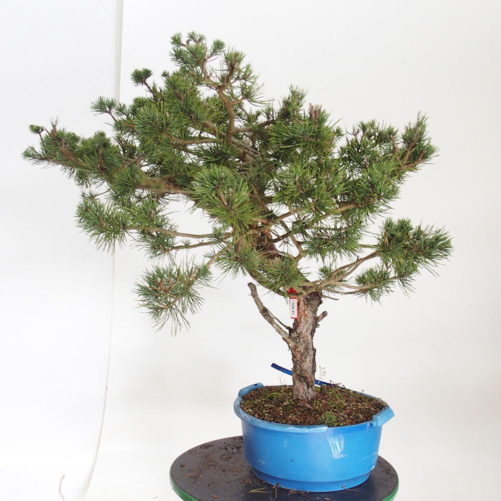 Yamadori - Pinus sylvestris Spagna